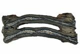 Mammoth Molar Slice With Case - South Carolina #291074-1